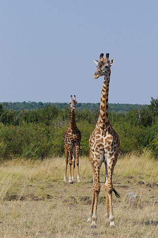 039 Kenia, Masai Mara, giraffes.jpg